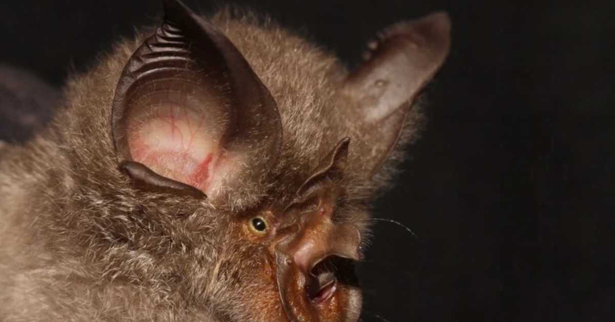 বাংলাদেশে এই প্রথম দেখা গেল অ্যান্ডারসেন পাতা-নাক বাদুড়