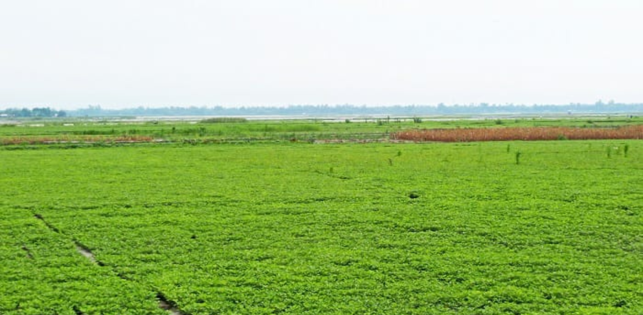 তিস্তার চরে বাদামের বাম্পার ফলন