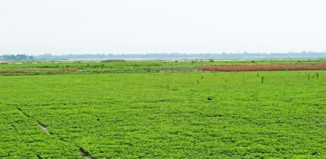 তিস্তার চরে বাদামের বাম্পার ফলন