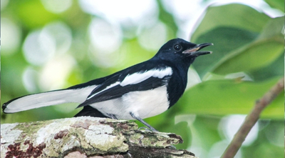 উলানিয়া জমিদার বাড়ি জামে মসজিদ (1)