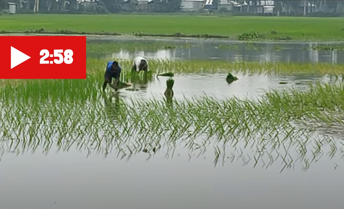 তিস্তার বন্যায় ক্ষতিগ্রস্ত কৃষকরা