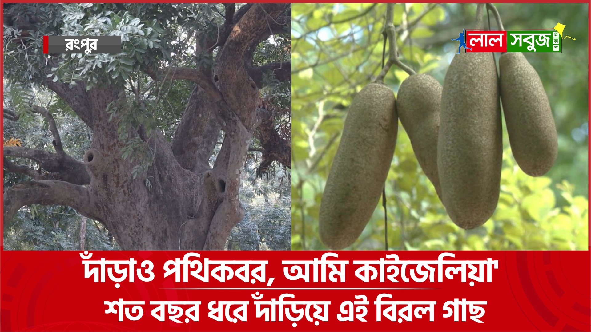 কাইজেলিয়া