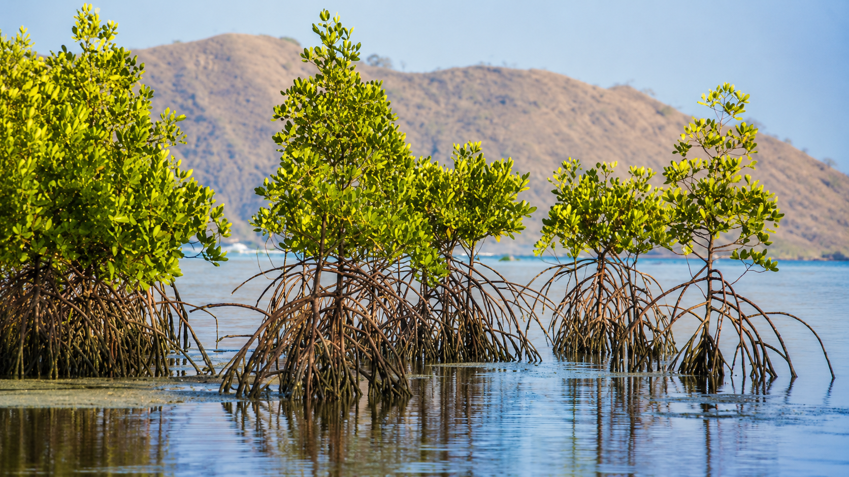 Mangrove